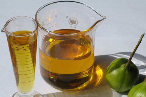 石油危机解除 科学家发现 石油树 ,每棵树能生产几十升柴油