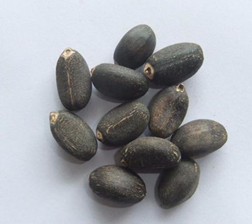 石油危机终结 科学家发现“石油树”，每棵树可生产数十升生物柴油