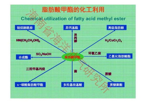 生物柴油技术 通往绿色能源未来的发展前景与挑战